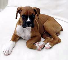 irk_boxer