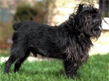affenpinscher4