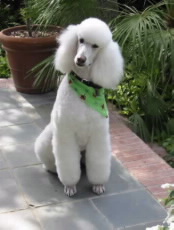 Poodle