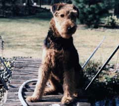 airedale1_0107