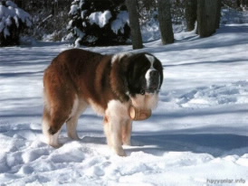 1216772352Saint-Bernard