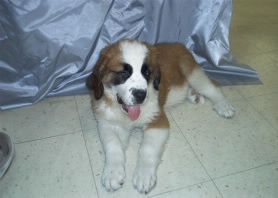 saint_bernard2_MSAUG5_2005