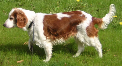 welsh%20springer%202