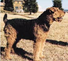 airedale3