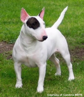 mini_bull_terrier
