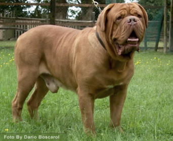 dogue%20de%20bordeaux